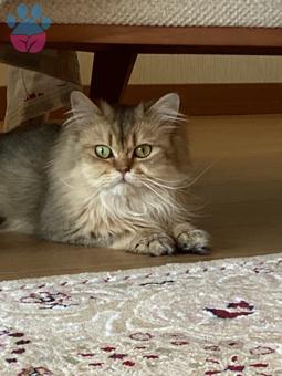 British Longhair Kedim Kızgınlıkta Dişi Arıyor