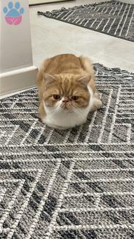 Exotic Shorthair 2 Yaşında Kedime Eş Arıyorum