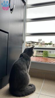 British Shorthair Oğluma Acil Deneyimli Dişi Kedi Arıyorum