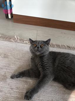 British Shorthair Şaşkın Oğluma Eş Arıyorum