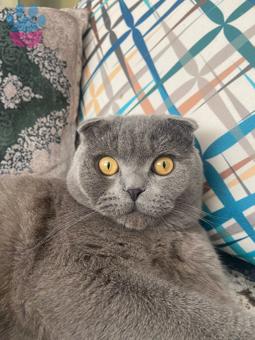 Scottish Fold Kedime Dişi Kedi Arıyorum