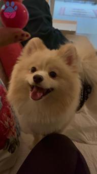 Pomeranian Boo Oğlumuza Eş Arıyoruz