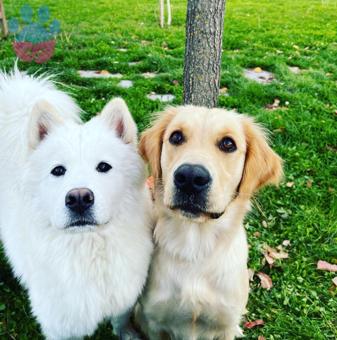 Golden Retriever Kızım Sütlaç’a Eş Arıyoruz