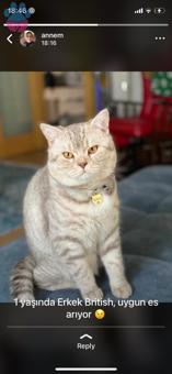 British Silver Shorthair Kedime Eş arıyorum