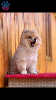 Pomeranian Boo 1 Yaşındaki Köpeğime Eş Arıyorum