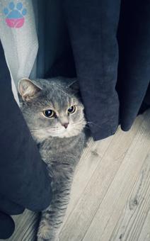 British Shorthair Kedime Eş Arıyorum 2 Yaşında