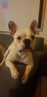 French Bulldog Yakışıklı Oğlumuza Eş Arıyoruz