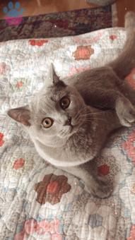 British Shorthair Licac Oğlumuza Eş Arıyoruz