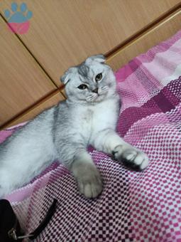 Scottish Fold Kızgınlıkta Eş Arıyoruz