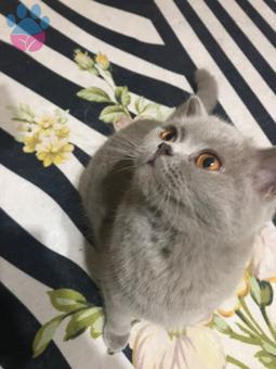 British Shorthair Kızım Lilaya Yakışıklı Damat Arıyorum