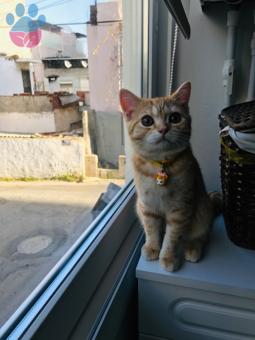 British Shorthair Red Tabby Erkek