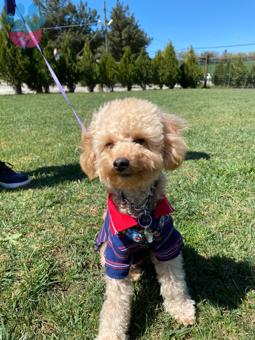 Toy Poodle Yakışıklı Oğluma Eş Arıyorum