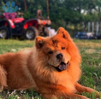 Chow Chow Cinsi Tony Montanama Dişi Eş Arıyorum