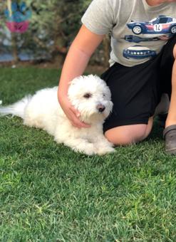 Maltese Terrier 3 Yaşındaki Oğlumuza Eş Arıyoruz