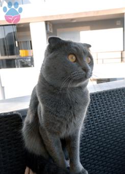 Scottish Fold 1,5 Yaşında Oğluma Eş Arıyorum