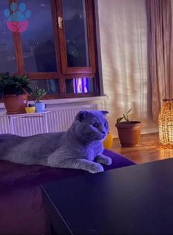 Tercihen Dişi British Shorthair Arıyoruz