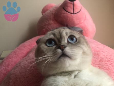 Scottish Fold Cinsi Oğlumuza Eş Arıyoruz