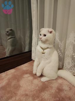 Scottish Fold Pamuk Şeker Kızım İçin Eş Arıyorum