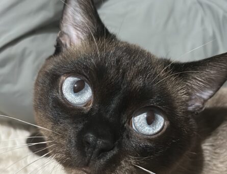 Siyam 1,5 Yaşında Kedim Eş Arıyor