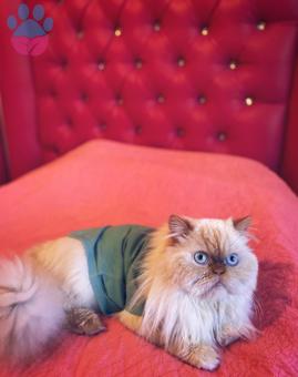 İran Kedisi Persian Oğluma Eş Arıyorum