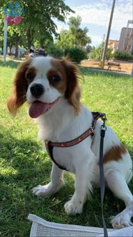 Cavalier King Charles Erkek Köpeğimize Eş Arıyoruz