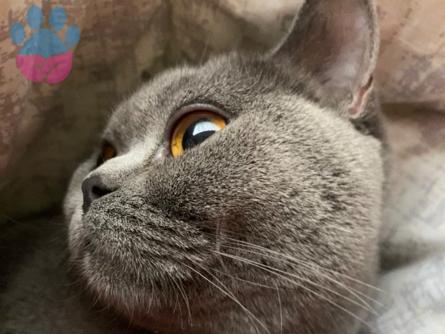 British Shorthair Prensesimize Eş Arıyoruz