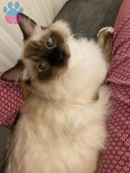 Ragdoll  Oğluma Aynı Cins Eş Arıyorum