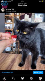 British Shorthair Erkek Kedime Eş Arıyorum