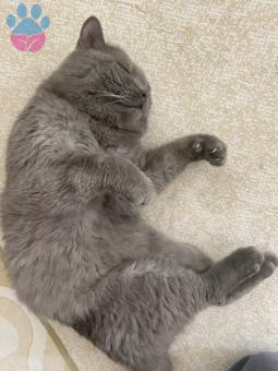 Safkan British Shorthair Kedime Dişi Eş Arıyorum