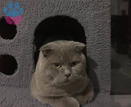 Scottish Fold 9 Aylık Kedime Eş Arıyorum