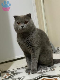 Scottish Fold Oğluma Eş Arıyorum 1 Yaşında