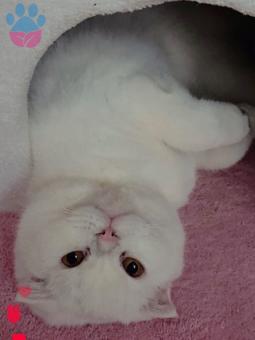 Scottish Fold Kızıma Eş Arıyoruz