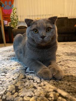 Scottish Fold Oğlumuza Acil Eş Arıyoruz