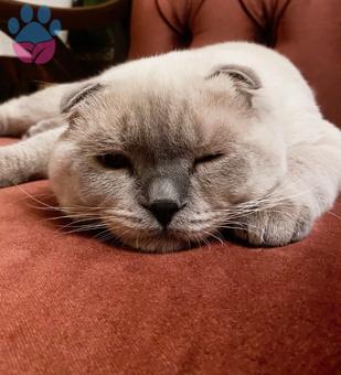 British Shorthair Dişi Arıyoruz 9 Aylık