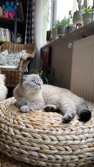 Scottish Fold 1 Yaşındaki Kızıma Eş Arıyorum