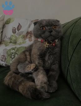 Scottish Fold 1.5 Yaşında Kızıma Eş Arıyorum