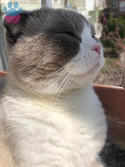 Scottish Fold 1 Yaşında Oğlumuza Eş Arıyoruz