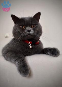 British Shorthair 1.5 Yaşında Erkek Kedime Eş Arıyorum