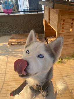 Husky 2 Yaşındaki Köpeğime Eş Arıyorum