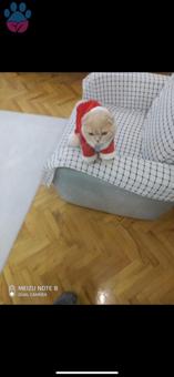 Scottish Fold 8 Aylık Kızgınlıkta