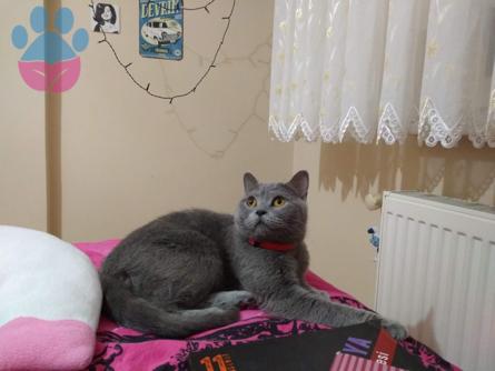 British Shorthair Kızıma Eş Arıyorum