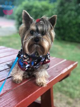 Yorkshire Terrier 2 Yaşında Oğluma Eş Arıyorum