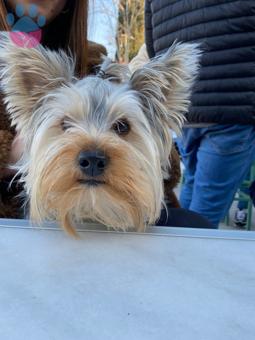 Yorkshire Terrier Bambam Eş Arıyor