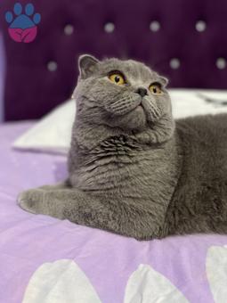 Samsun&#8217;da Scottish Fold Bulutuma Gelin Arıyorum