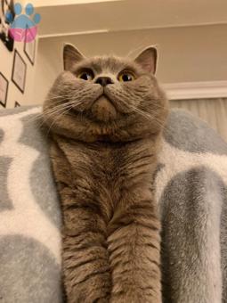 British Shorthair Kedime Eş Arıyorum