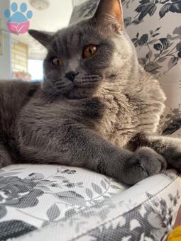 British Shorthair Oğluma Eş Arıyorum