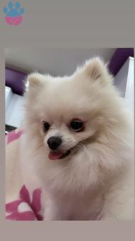 Pomeranian Boo 2 Yaşında Oğlum Eş Arıyor