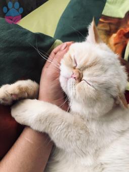 11 Aylık Exotic Shorthair Oğlumuza Eş Arıyoruz