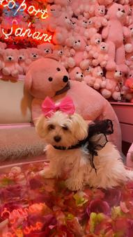 Maltese Terrier Köpeğime Dişi Eş Arıyorum