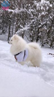 Safkan Samoyed Oğluma Eş Arıyoruz (Toprak)